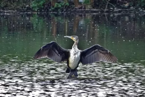 Nach dem Tauchen schüttelt sich der „Meerrabe“ und nimmt die typische Flügelhaltung ein.
