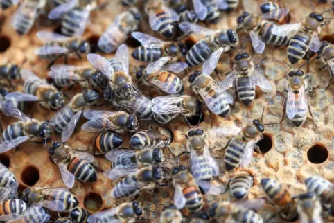 Das bösartige Bakterium befällt nur die Bienenlarven. Es ist für Bienen und andere Lebewesen ungefährlich. Der Honig kann verzeh