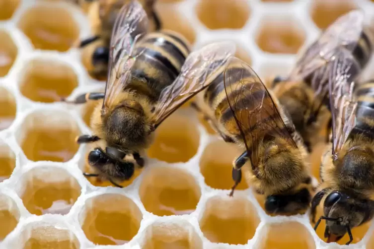 Tödlich für Bienenlarven: die Amerikanische Faulbrut.