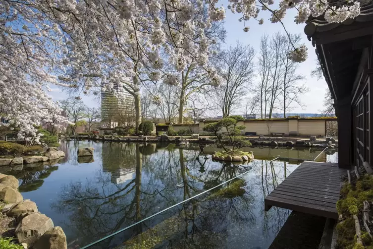 In guten Jahren kommen 50.000 Besucher in den Japanischen Garten an der Lauterstraße. 