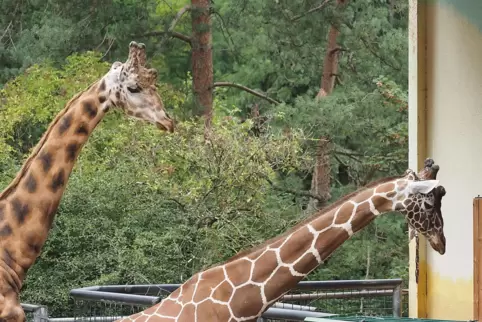 Giraffen im Neunkircher Zoo.