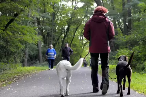 Wie es sich gehört: Angeleinte Hunde auf einem Weg im Heidewald bei Maxdorf. Manche Menschen missachten allerdings auch die Rege