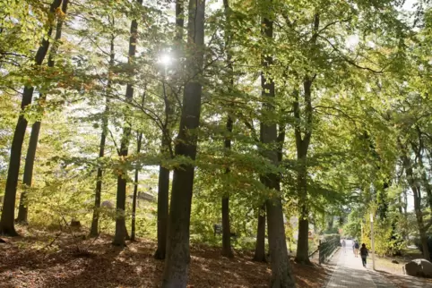 Wandern stärkt Körper und Geist, sagt der Pfälzerwald-Verein. 
