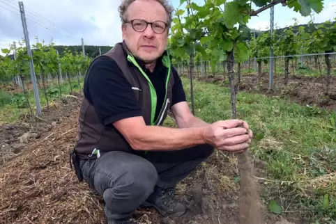 Ulrich Mell prüft den trockenen Boden in einem Wingert in Forst.