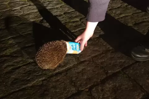 Der Igel kämpfte mitten auf der Straße mit dem Becher. 