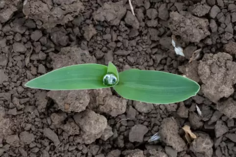 Ein Tropfen Regenwasser auf einem Sprössling: Nicht alle Pflanzen sind gleich durstig.