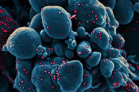 Das Übel: Coronavirus. Das Übel: Coronavirus.