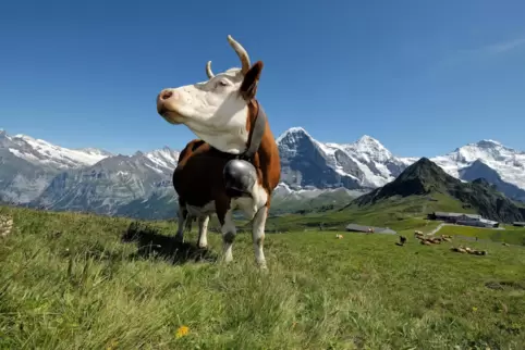 Weiße Gipfel, grüne Wiesen: 2019 konnte die Schweiz noch einen Tourismusrekord einfahren. 