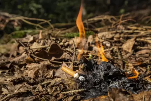 Häufige Auslöser von Waldbränden sind laut der R+V-Versicherung achtlos weggeworfene Zigarettenkippen, Lagerfeuer und heiße Kata