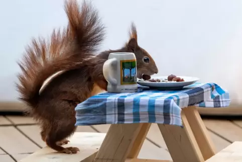 Ein rotes Eichhörnchen futtert auf einer extra angefertigten kleinen Bierbank, die auf einem Balkon steht, Nusskerne von einem k