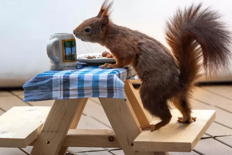 Haseln&uuml;sse und Rosinen kommen bei den Eichh&ouml;rnchen besonders gut an.