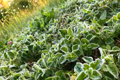 In der Nacht auf Montag wird es kalt, es kann Bodenfrost entstehen. 