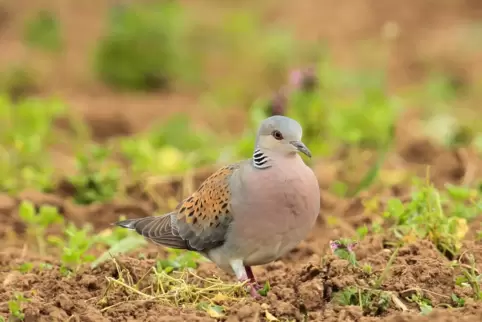 Das Foto von der Turteltaube hat Nabu-Mitglied Alex Weis nicht beim Birdrace, sondern bei einer anderen... 