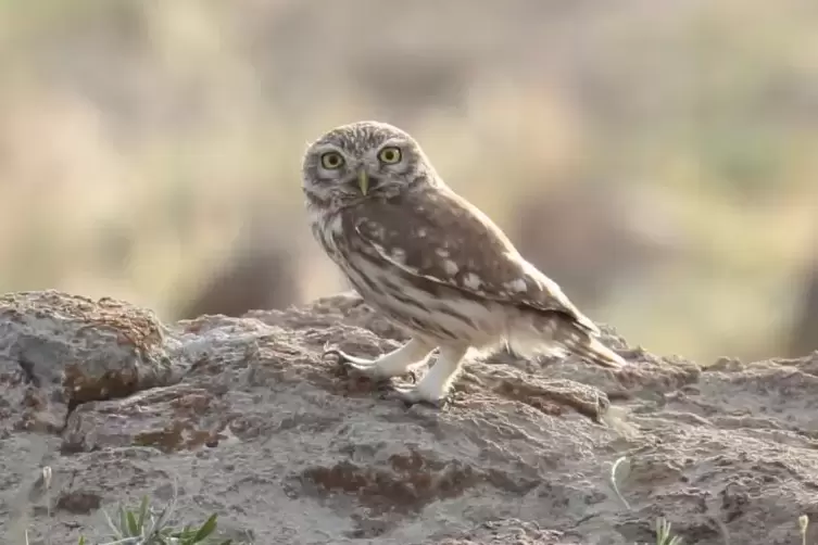 ... Gelegenheit fotografiert. Ebenso wie den Steinkauz. F&uuml;r Tierfotografie braucht es viel Geduld.