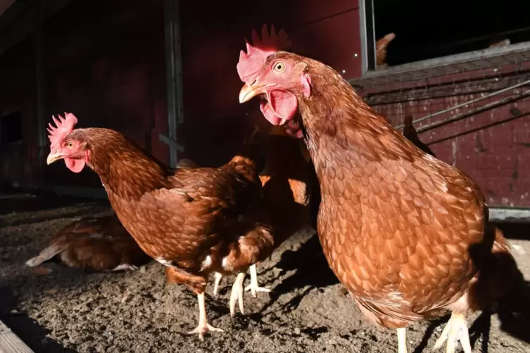 Nach der Videokonferenz Hühner beobachten: Familie Barth hat ein sinnvolles Corona-Projekt gefunden.