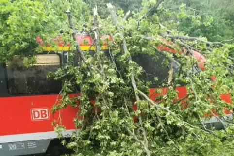 Ging für die Passagiere glimpflich aus: In Waldfischbach-Burgalben stürzte ein Baum auf einen wartenden Zug und zerschlug dessen