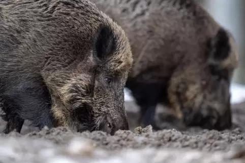Wildschweine sind im Gegensatz zu Rehen beim Thema Futter nicht wirklich wählerisch.