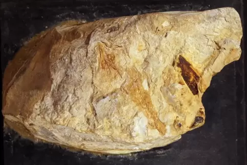 Das Fossil Triassurus sixtelae. 