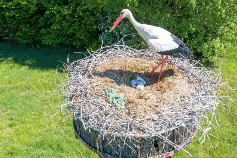 Eines der Nester mit Jungen auf der Kollerinsel: Der VHNO betreut die Bruten w&auml;hrend der Corona-Krise f&uuml;r die badischen Kollegen