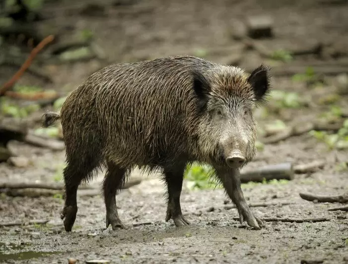Das Wildschwein ist im Pfälzerwald weit verbreitet. Manchmal dringt es sogar in Dörfer vor und verwüstet Sportplätze.