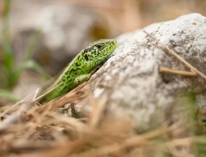 Die Zauneidechse hält sich in den Tälern des Pfälzerwaldes auf und wurde zum Reptil des Jahres 2020 gekrönt.