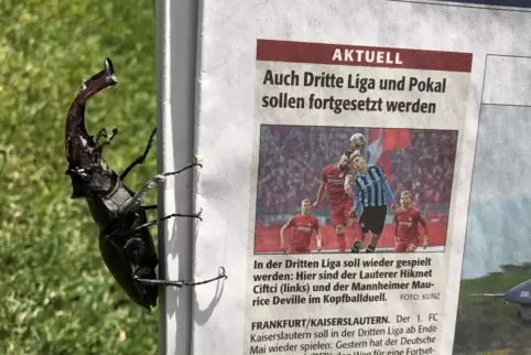 Die RHEINPFALZ als Käferretter.