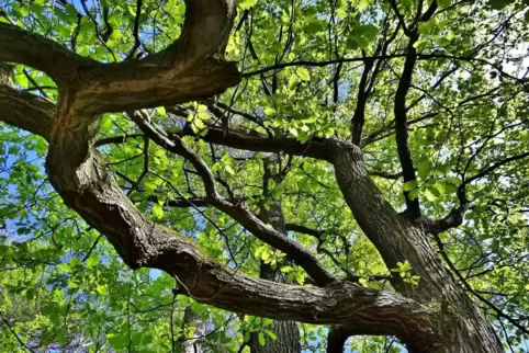 Beeindruckend und eigenwillig sind die Formen, in denen die Bäume auf kargem Boden wachsen. 