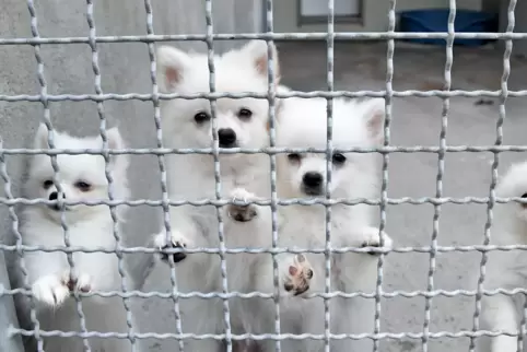 Acht Zwergspitze hat die Bundespolizei bei einem illegalen Tiertransport entdeckt. 