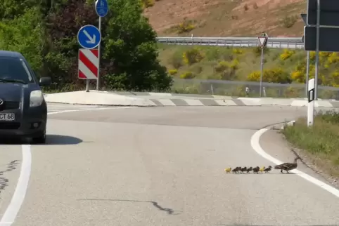 Heil angekommen ist diese Entenfamilie auf der anderen Straßenseite.