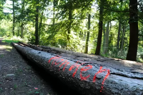 Auch Gries will dem Forstzweckverband beitreten.