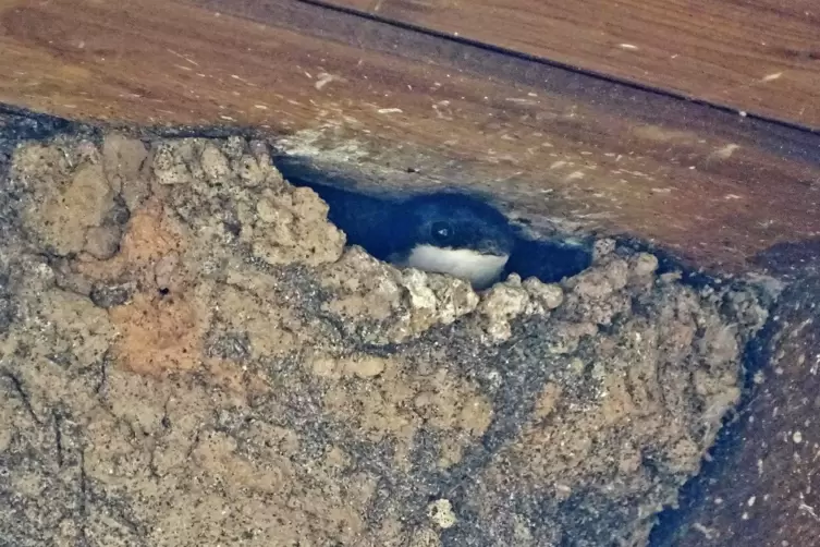 Das erste Nest ist bezogen.