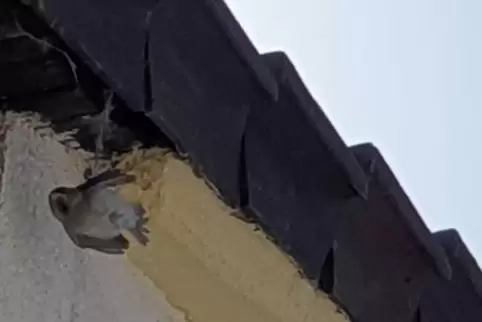 Unterm Dach gefangen: Die Feuerwehr rettete diesen Vogel. 