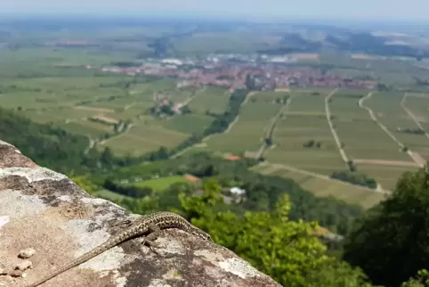 Dieses Wetter gefällt auch den Eidechsen auf der Riedburg. 