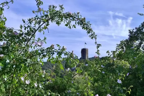 Die Wachtenburg vom benachbarten Mittelberg aus gesehen. 