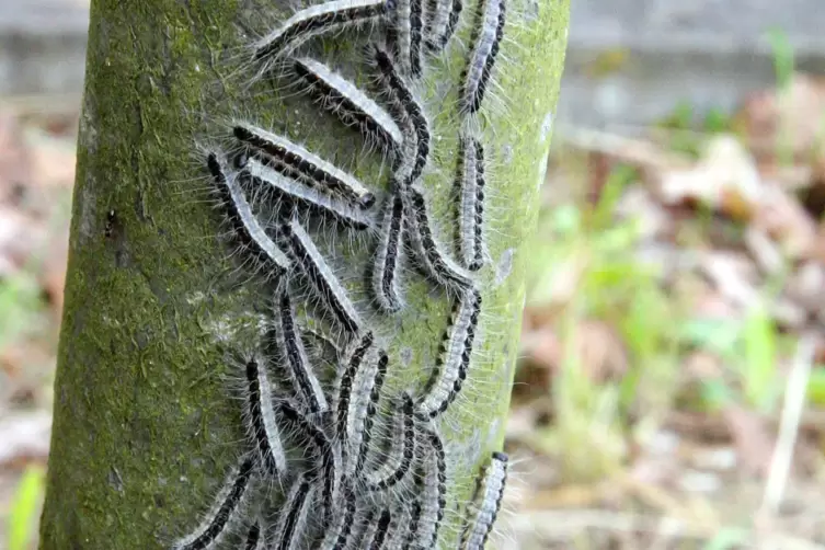 Raupe an Raupe an Raupe: Prozession den Stamm hinauf. 
