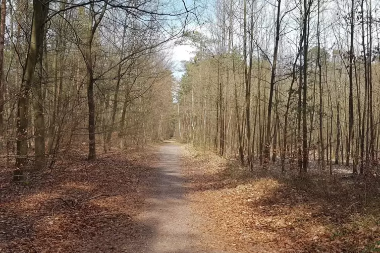 Wald bei Dudenhofen im März: Zecken sind kein exklusives Sommer-Problem. Nach einem midlen Winter, wie in diesem Jahr, werden si