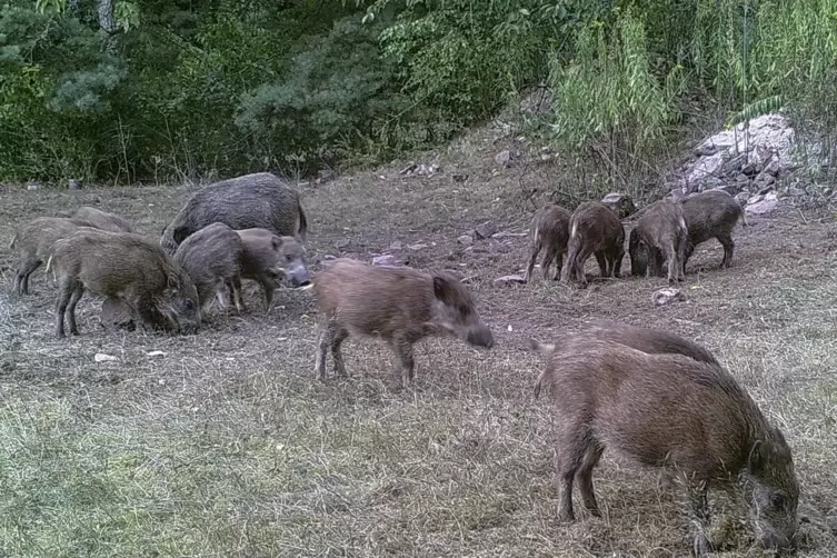 Es werden immer mehr: Wildschweine können in der Landwirtschaft erheblichen Schaden anrichten. Die füttert sie gleichzeitig beis