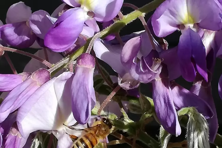 Bei einem Spaziergang ist dieses Bild von Biene an Orchidee von Sigrun Maier entstanden. 