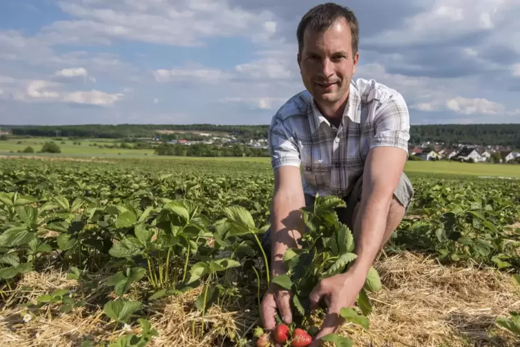 Alexander Funck präsentiert die bereits roten Erdbeeren auf dem Feld in Rodenbach. 