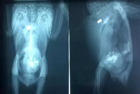 Die Tauben auf dem linken Röntgenbild konnte laut Sarah Tretter-Steffan erfolgreich operiert werden. Bei einer anderen (Bild rec