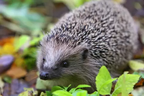 Der Igel wurde zu einer Tierpflegestation gebracht. 