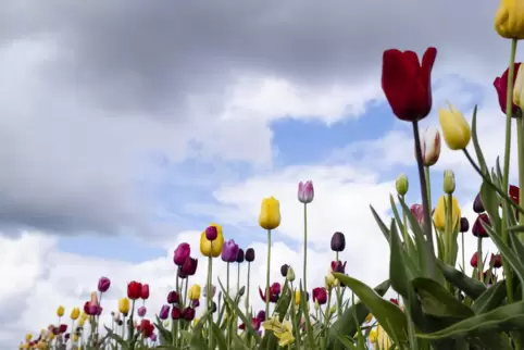Während am Sonntag vor allem im Norden Wolken und gelegentlich Regen zu erwarten sind, bleibt es am Montag meist trocken. 