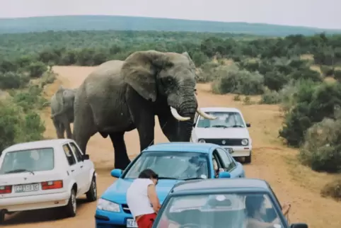 25 Jahre lang hatten Inge-Ruth Schmidt-Kamolz und Horst Kamolz ein Häuschen in Südafrika, wo Elefanten schon mal die Straße bloc
