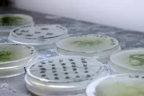 Ist genetisch recht leicht zu verändern: die Alge Chlamydomonas reinhardtii.
