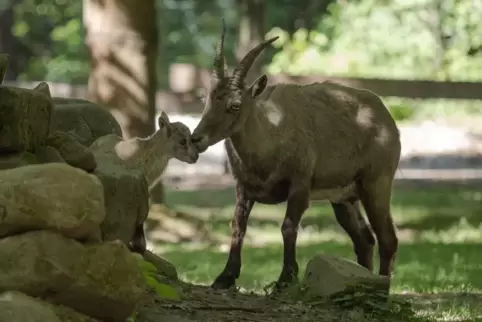 Die Steinbock-Mama passt gut auf ihr Kitz auf.