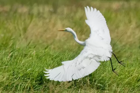 Der Silberreiher ist der größte Vogel am Altrhein und am Silbersee. 