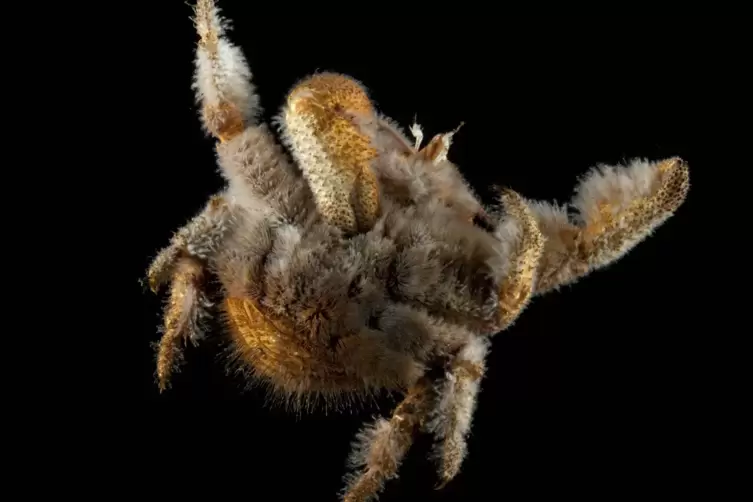 Kein Kuscheltier: Die Yeti-Krabbe verspeist wie die Hoff-Krabbe die an den Haaren gesammelten Bakterien. 