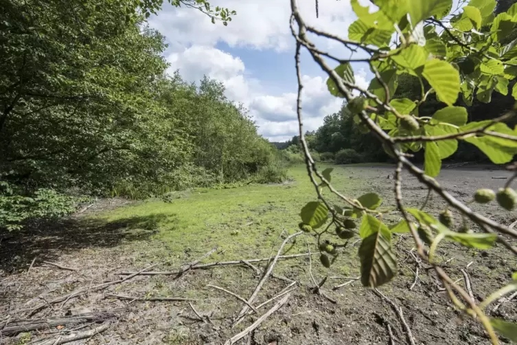 Da sollte eigentlich Wasser sein: Der Jagdhausweiher kam schon im vergangenen Jahr sehr ausgetrocknet daher. Das habe aber nicht