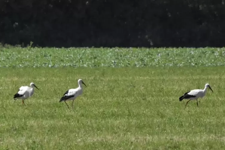 Sie staksen &uuml;ber die Wiese, hier am Niederwiesenweiher, wie der sprichw&ouml;rtliche &bdquo;Storch im Salat&ldquo;.