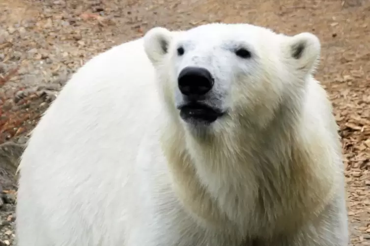 Eisbären-Weibchen Charlotte war bisher im Erlebnis-Zoo Hannover